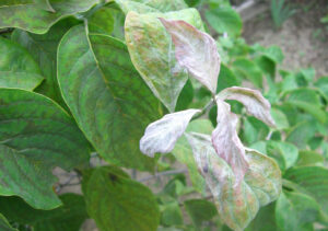 Thumbnail of post image 167